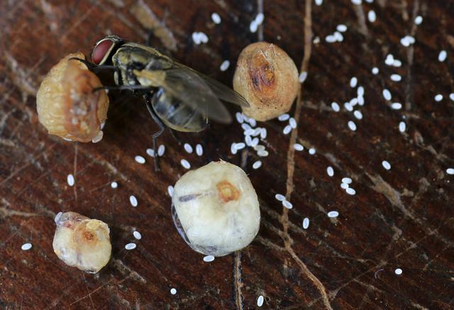 直擊恐怖的非洲沙蚤病,治療全過程曝光