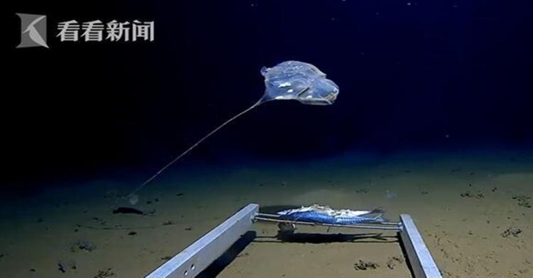 「前所未見！」科學家在印度洋7千米發現怪物：形似傘兵還發藍光！詭異姿態似外星生物