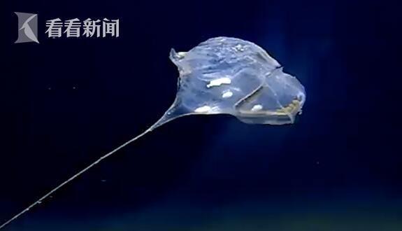 「前所未見！」科學家在印度洋7千米發現怪物：形似傘兵還發藍光！詭異姿態似外星生物