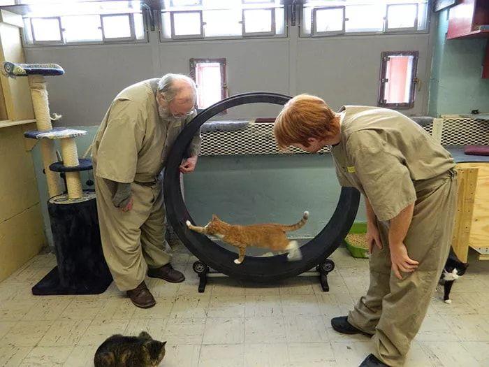 當喵星人進入監獄...「貓咪每天和最兇惡的犯人關在一起」囚犯竟然發生這樣的改變：感人
