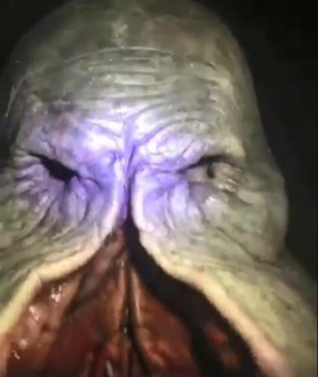 [真相] 亞馬遜瑪代拉河 深海外星怪魚 真相