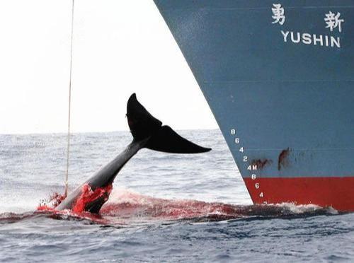 鯨魚肉其實不好吃！為何日本寧願「頂著全世界罵名」堅持要捕捉？日本人的回答超傻眼！