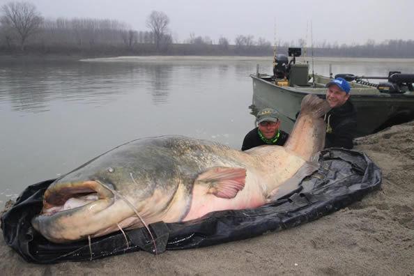 外國三名男子釣到130公斤「怪物級巨大生物」...竟引起全世界的人關注  太不可思議了！